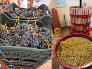 Scopri di più sull'articolo Dalla vigna al mosto, insieme: la magia della vendemmia sociale